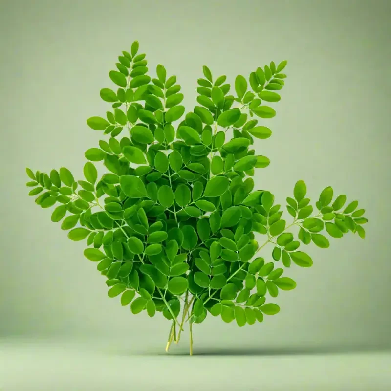 Premium Export-Grade Moringa Leaves
